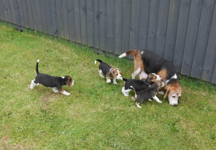 Beagle-Welpen zu verkaufen