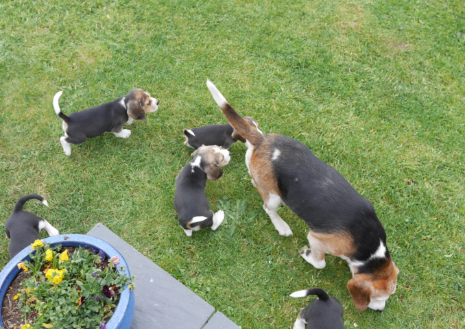 Beagle-Welpen zu verkaufen