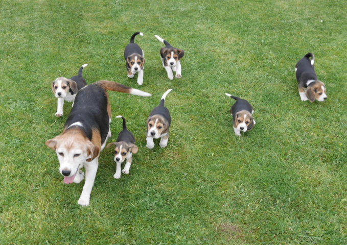 Beagle-Welpen zu verkaufen