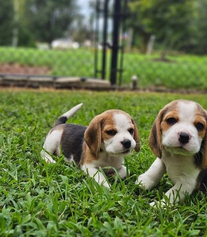 Beagle-Welpen zu verkaufen