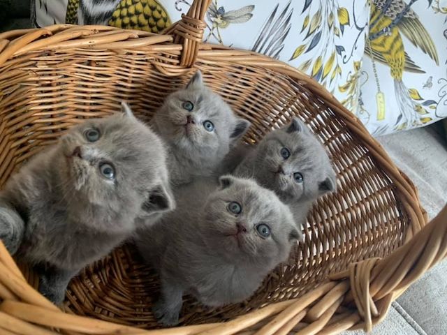 Scottish-Fold-Kätzchen zu verkaufen