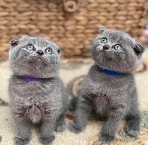 Scottish-Fold-Kätzchen zu verkaufen