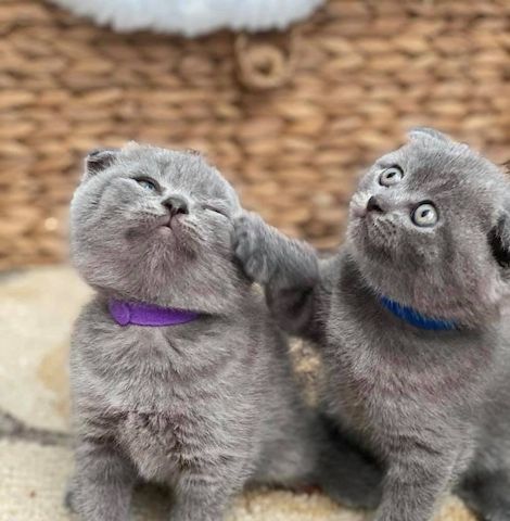 Scottish-Fold-Kätzchen zu verkaufen
