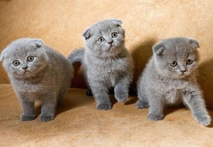 Scottish-Fold-Kätzchen zu verkaufen