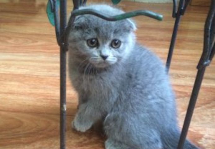 Scottish-Fold-Kätzchen suchen ein neues Zuhause