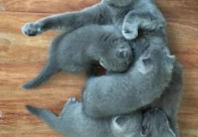 Scottish-Fold-Kätzchen suchen ein neues Zuhause