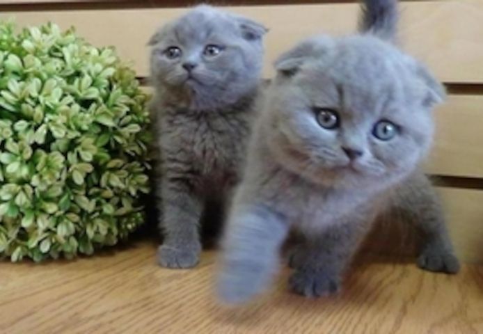 Scottish-Fold-Kätzchen suchen ein neues Zuhause