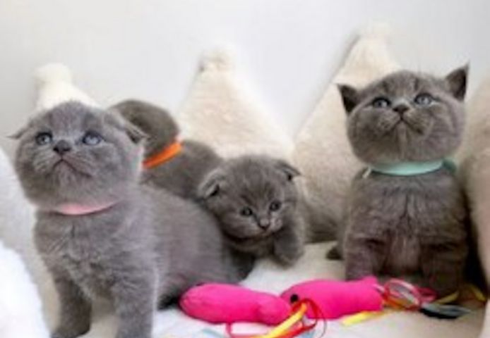 Scottish-Fold-Kätzchen suchen ein neues Zuhause