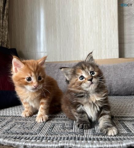 Maine-Coon-Kätzchen suchen ein neues Zuhause