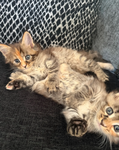 Maine-Coon-Kätzchen suchen ein neues Zuhause