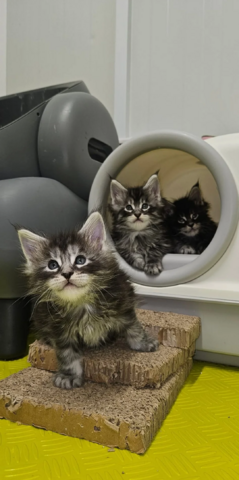 Maine-Coon-Kätzchen suchen ein neues Zuhause