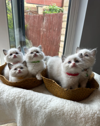 Ragdoll-Kätzchen suchen ein neues Zuhause