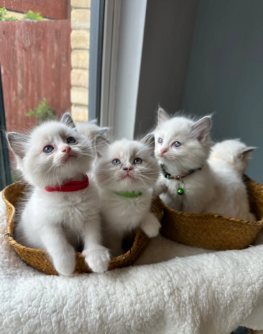 Ragdoll-Kätzchen suchen ein neues Zuhause