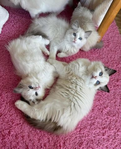 Ragdoll-Kätzchen suchen ein neues Zuhause