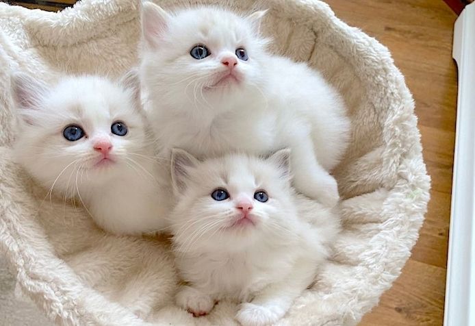 Ragdoll-Kätzchen suchen ein neues Zuhause