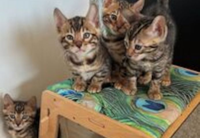 Bengal-Kätzchen suchen ein neues Zuhause