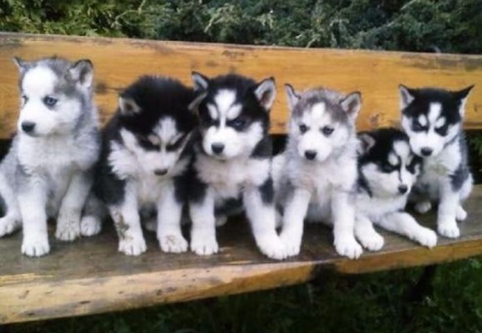 Süße Siberian Husky Welpen