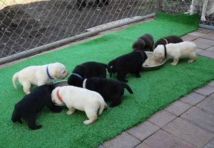 Wunderschöne Labradorwelpen mit Papieren
