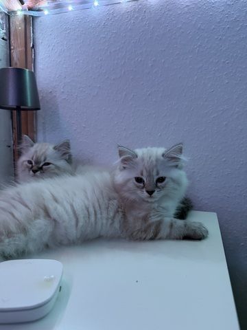 3 Wunderschöne BKH-SIAM Babys abzugeben