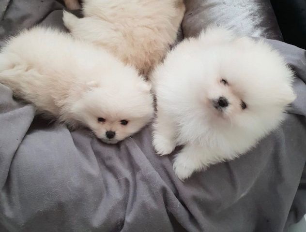 Zwergspitz-Welpen (Pomeranian) suchen ein neues Zuhause