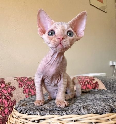 Devonshire-Katzen