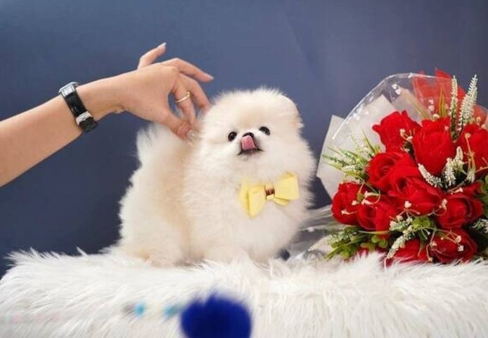 Zwergspitz-Welpen (Pomeranian) suchen ein neues Zuhause