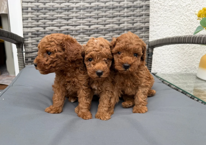 Pudel-Welpen suchen ein neues Zuhause