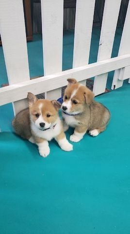 West Corgi Welpen