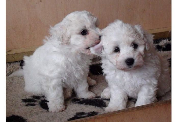 Entzückende Bichon Frisé-Welpen