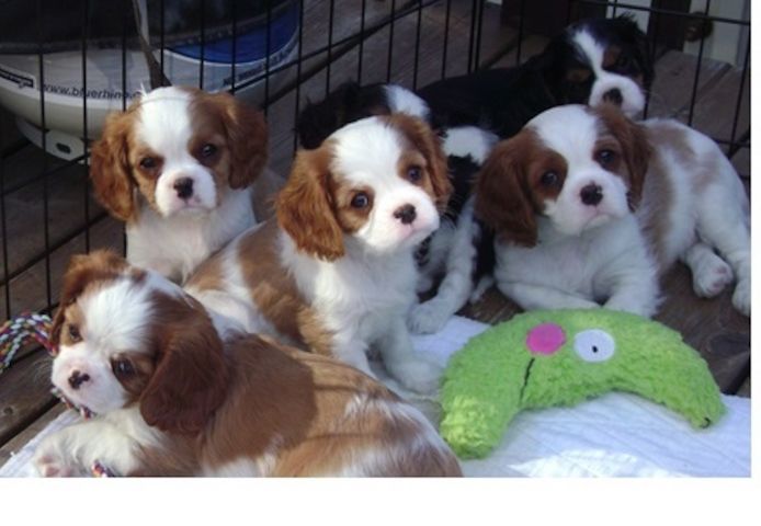 Cavalier King Charles Spaniel welpen