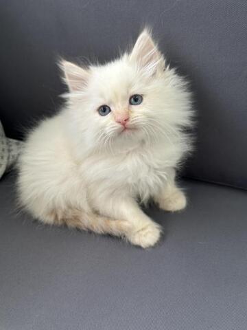 sibirische Katzen