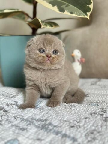 Scottish-Fold-Kätzchen