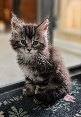 Maine-Coon-Kätzchen