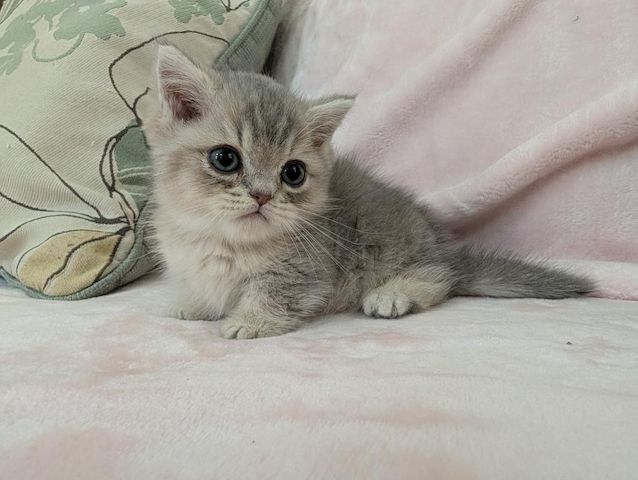 Munchkin-Kätzchen