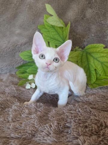 Devon Rex-Kätzchen