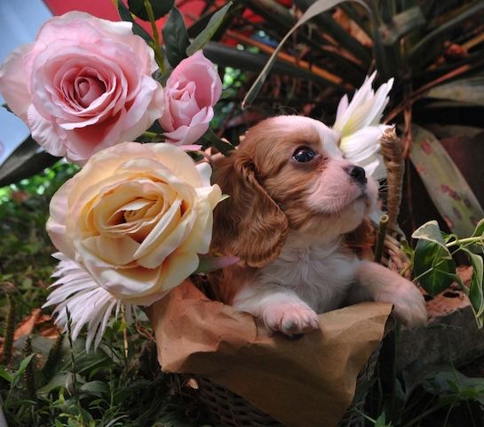Cavalier King Charles Spaniel Jungen