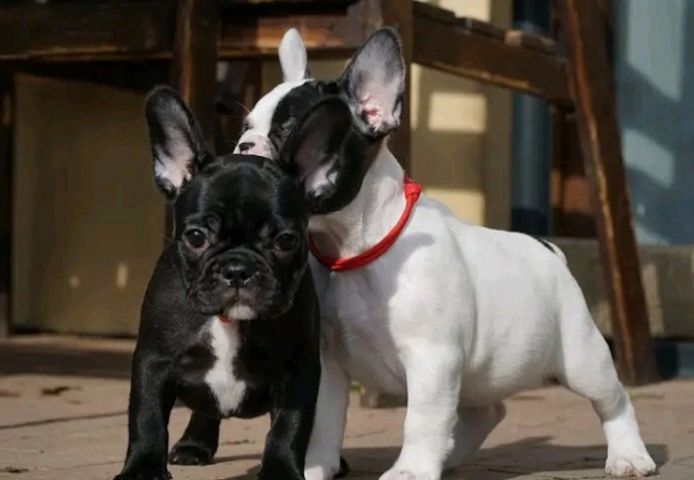 Französische Bulldoggen welpen. WhatsApp: +44 7469 456352