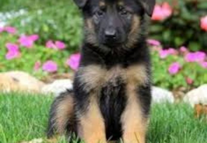 Deutsche Schäferhund welpen. WhatsApp: +44 7469 456352