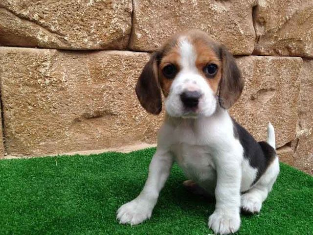 Beagle-Welpen. WhatsApp: +44 7469 456352