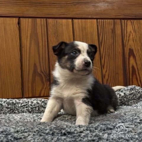 Border-Collie-Welpen. WhatsApp: +44 7469 456352