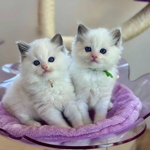 Wunderschöne Ragdoll-Kätzchen.