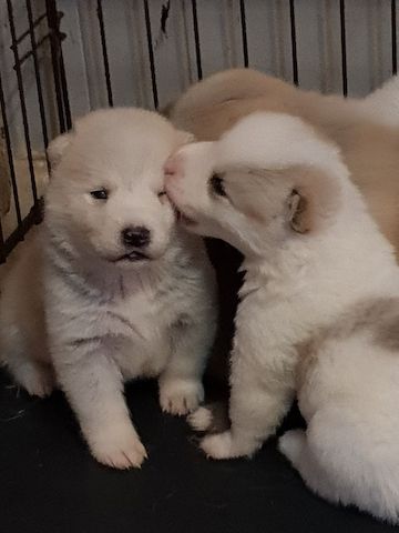Niedliche Akita-Welpen (Rüden und Hündinnen)