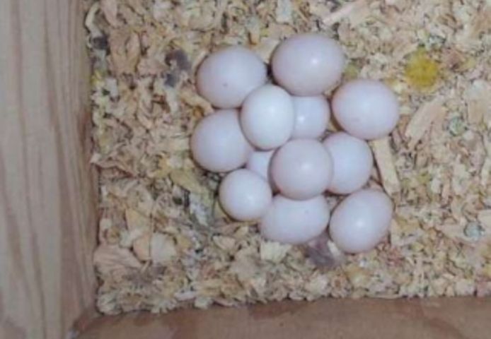 Frische, befruchtete Papageieneier und Papageienküken zu verkaufen