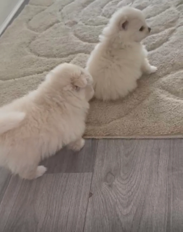 Niedliche Pomeranian-Welpen suchen ein liebevolles Zuhause!