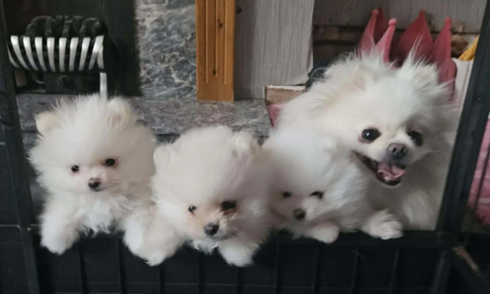Niedliche Pomeranian-Welpen suchen ein liebevolles Zuhause!