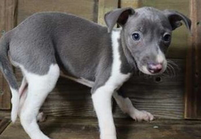 Greyhound-Welpen. WhatsApp: +44 7469 456352