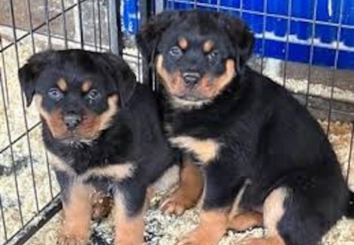 Rottweiler-Welpen. WhatsApp: +44 7469 456352