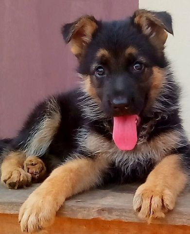 Deutsche Schäferhund welpen. WhatsApp: +44 7469 456352