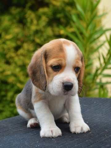 Beagle-Welpen. WhatsApp: +44 7469 456352