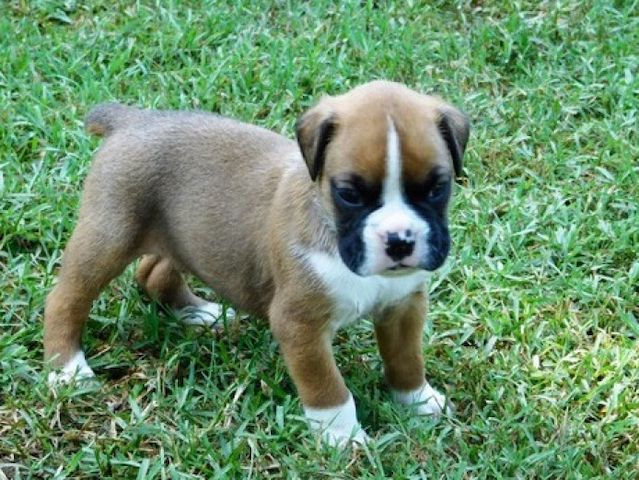 Boxer-Welpen. WhatsApp: +44 7469 456352